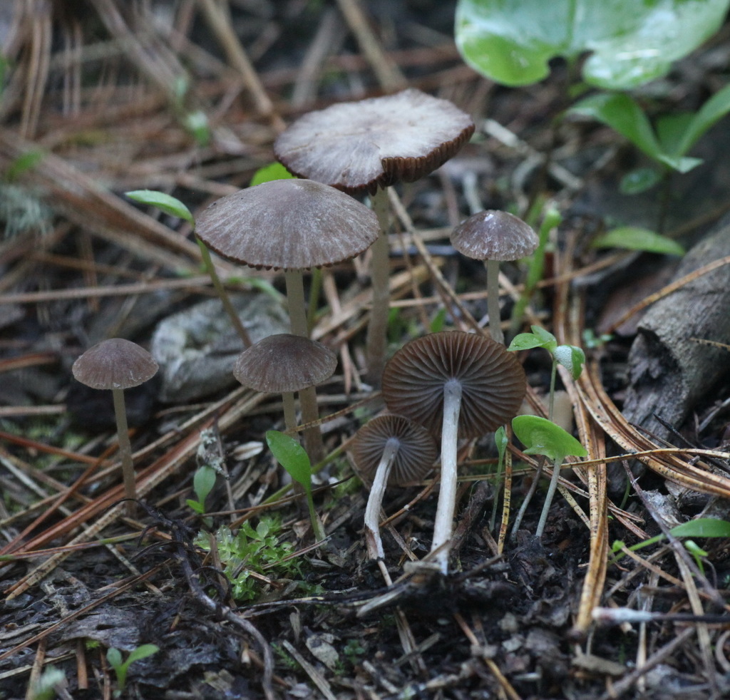Psathyrella sect. Saponaceae