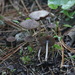 Psathyrella Sect. Saponaceae - Photo (c) Nina Filippova, some rights reserved (CC BY), uploaded by Nina Filippova