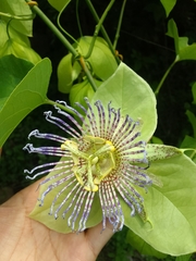 Passiflora platyloba