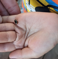 Chrysolina marginata