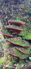 Phellinopsis