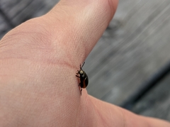 Chrysolina marginata