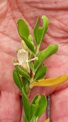 Justicia hyssopifolia image