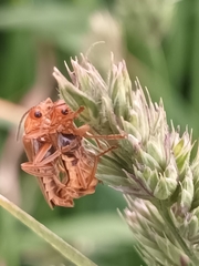 Cantharis rufa