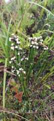 Baccharis trimera