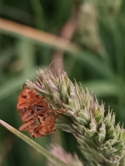 Cantharis rufa