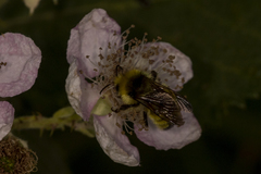 Bombus vandykei