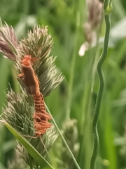 Cantharis rufa