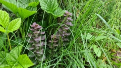 Ajuga pyramidalis
