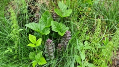 Ajuga pyramidalis