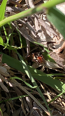 Nomada maculata