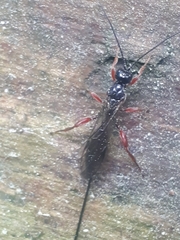 Odontocolon dentipes