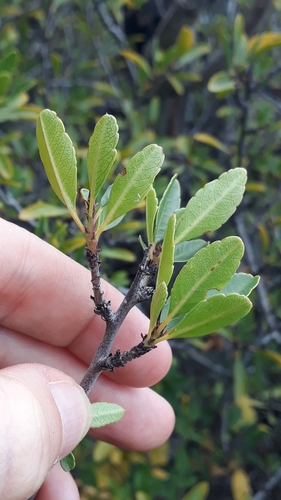 Image of Rhamnus crenulata by (c) Alessia Guggisberg, some rights reserved (CC BY)