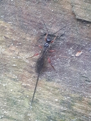 Odontocolon dentipes