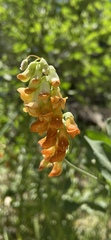 Lathyrus sulphureus
