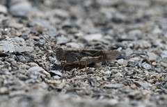 Trimerotropis maritima