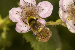 Bombus vandykei