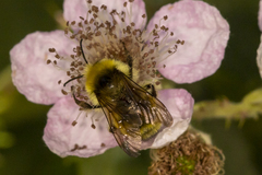 Bombus vandykei