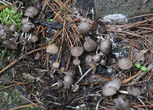 Psathyrella panaeoloides image