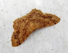Idaea subsaturata