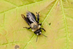 Andrena carlini