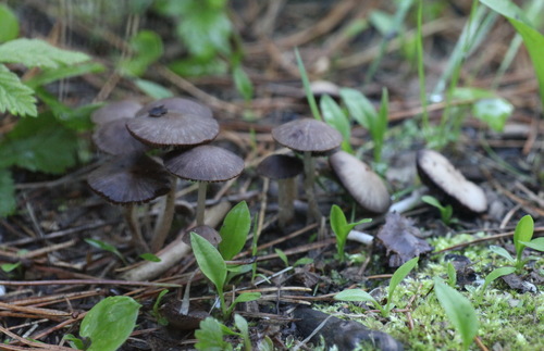Psathyrella panaeoloides image