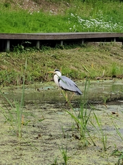 Ardea cinerea