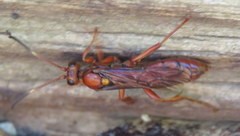 Spilichneumon