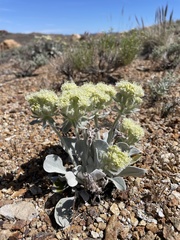 Eriogonum robustum