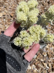 Eriogonum robustum