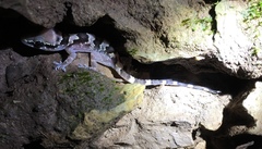 Hemidactylus sushilduttai