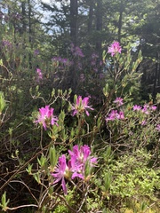 Rhododendron canadense