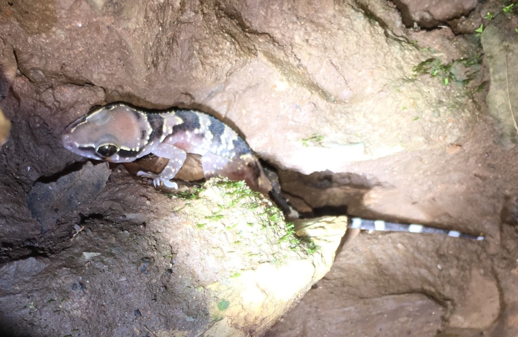 Dutta's Mahendragiri Gecko