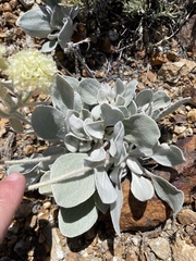 Eriogonum robustum
