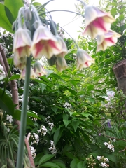 Allium siculum dioscoridis