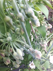 Allium siculum dioscoridis