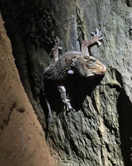 Hemidactylus sushilduttai