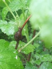 Lasioptera rubi