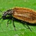 Rough-Haired Lagria Beetle - Photo (c) Sarefo, some rights reserved (CC BY-SA)