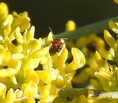 Deraeocoris schach