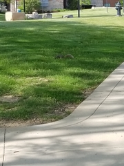 Sciurus carolinensis