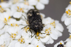 Acmaeodera idahoensis