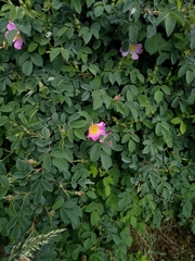 Rosa subcanina