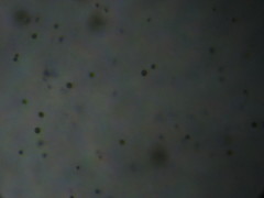 Haematococcus lacustris