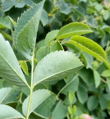 Rosa subcanina