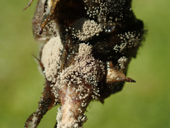 Botrytis