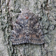 Catocala sponsa