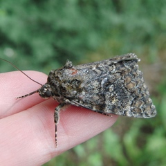 Catocala sponsa