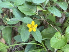 Chrysogonum