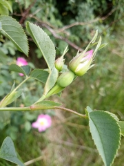 Rosa subcanina
